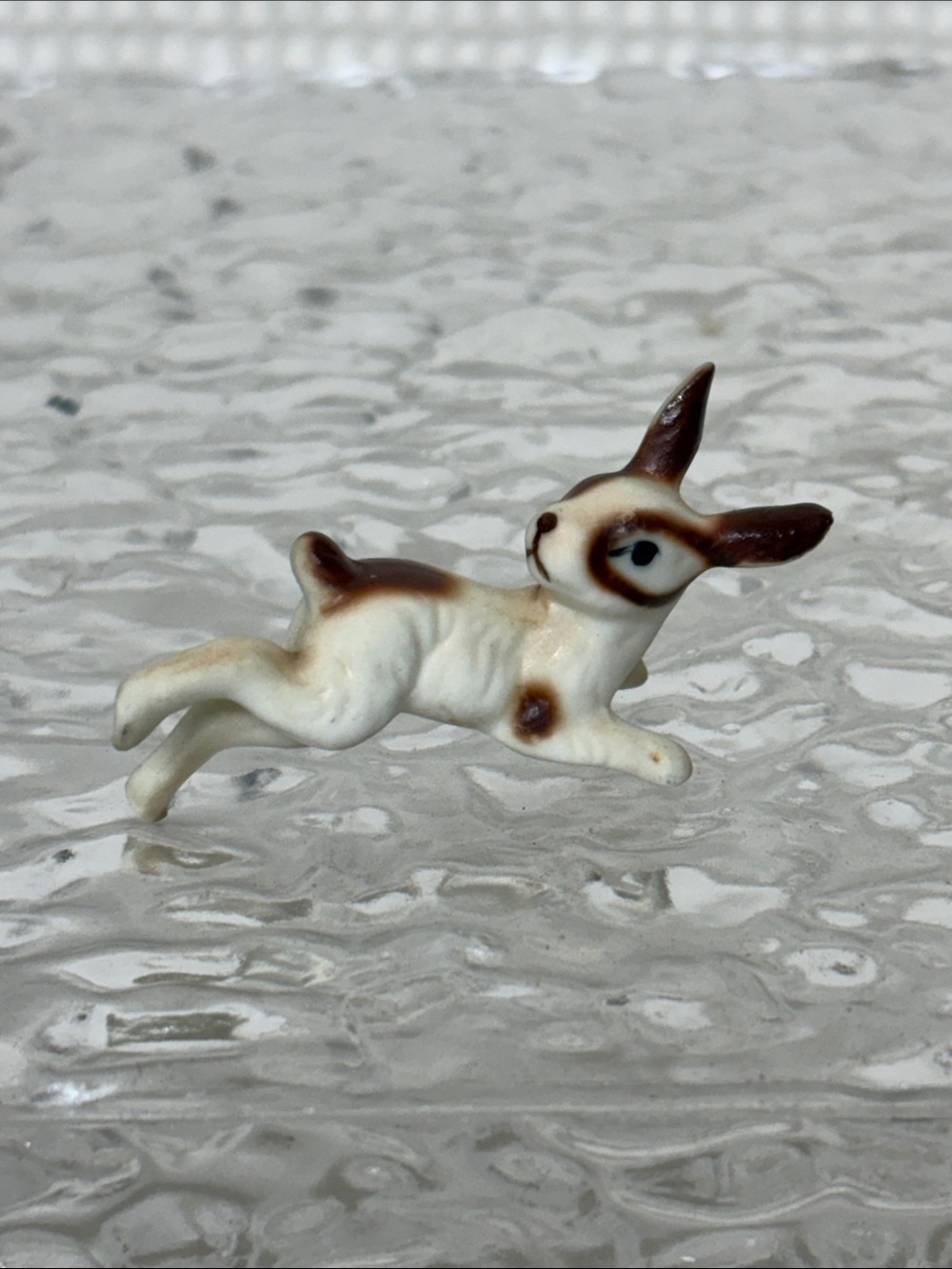 Miniature bunnies - Picture 6 of 10
